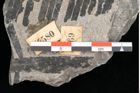 Foto (Detailansicht) von Palissya araunii Endl. (NHMW-GEO-2024-0188-10580)